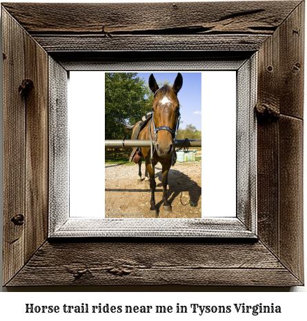 horse trail rides near me in Tysons, Virginia